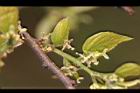 朴樹-雌花15.jpg