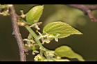 朴樹-雌花16.jpg