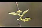 朴樹-雌雄花4.jpg