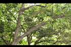 杏葉石櫟-枝01.JPG