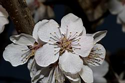 杏-花07.JPG