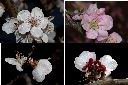 杏-花0.jpg