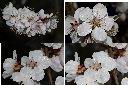 杏-花1.jpg