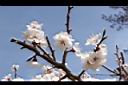杏-花序19.JPG
