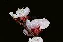 杏-花萼03.jpg
