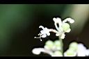 杜若-花00.jpg