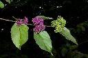 杜虹花-果序18.JPG