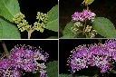 杜虹花-花序1.jpg