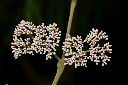 杜虹花-花序14.JPG