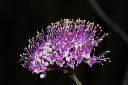 杜虹花-花序25.JPG