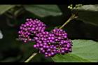 杜虹花-實02.JPG