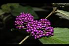 杜虹花-實04.JPG