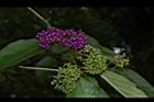 杜虹花-果序20.JPG