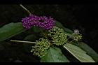 杜虹花-果序22.JPG