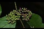 杜虹花-果序25.JPG