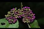 杜虹花-果序28.JPG