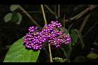 杜虹花-果序30.JPG
