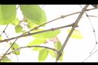 杜虹花-枝00.JPG