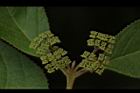 杜虹花-花序08.JPG