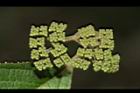 杜虹花-花序13.JPG