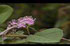 杜虹花-花序20.JPG