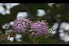 杜虹花-花序22.JPG