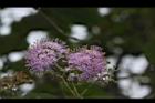 杜虹花-花序23.JPG