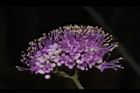 杜虹花-花序24.JPG