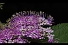 杜虹花-花序27.JPG