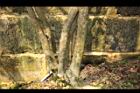 杜虹花-莖02.JPG