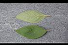 杜虹花-葉02.JPG