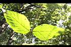 杜虹花-葉序01.JPG