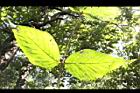 杜虹花-葉序02.JPG