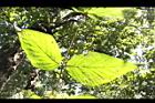 杜虹花-葉序04.JPG