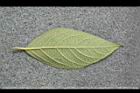 杜虹花-葉背06.JPG