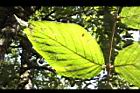 杜虹花-葉脈05.JPG