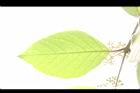杜虹花-葉脈07.JPG