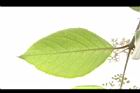 杜虹花-葉脈09.JPG