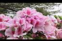 杜鵑花-粉紅11.JPG