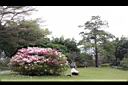 杜鵑花06.JPG