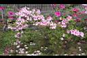 杜鵑花15.JPG