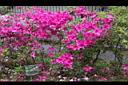 杜鵑花16.JPG