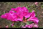 杜鵑花-洋紅03.JPG