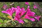 杜鵑花-洋紅09.JPG
