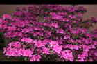 杜鵑花-洋紅10.JPG