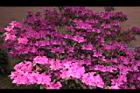 杜鵑花-洋紅11.JPG