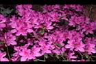 杜鵑花-洋紅14.JPG