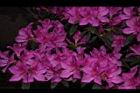 杜鵑花-洋紅18.JPG