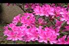杜鵑花-洋紅21.JPG