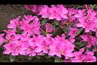 杜鵑花-洋紅23.JPG
